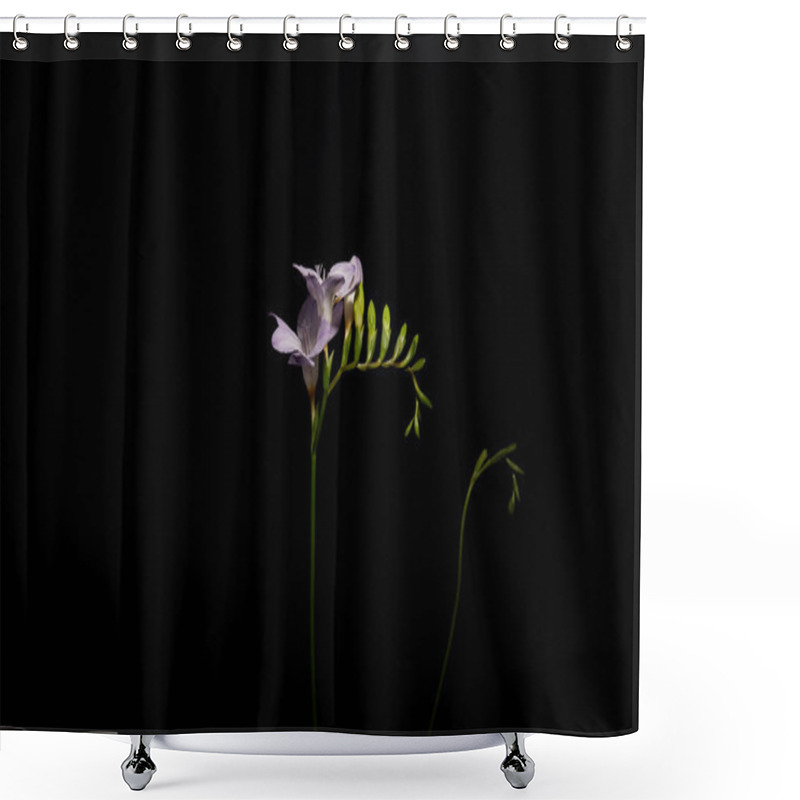 Personality  Violet Freesia Flowers On Stem Isolated On Black Shower Curtains