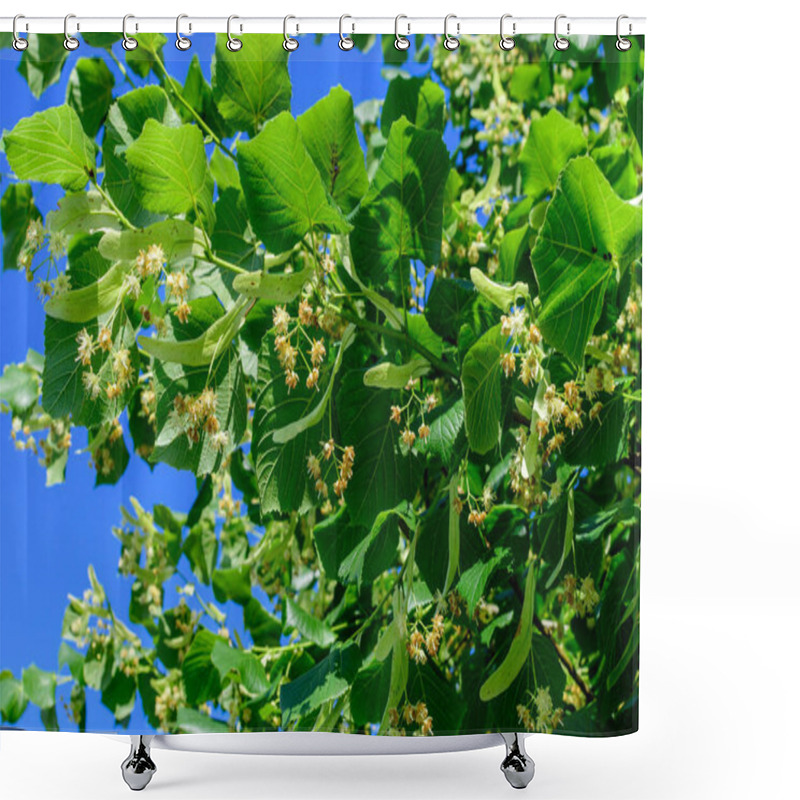 Personality  Small Linden Leaves And Yellow Flowers On Tree Branches Viewed From Below Towards Clear Blue Sky, In A Garden In A Sunny Spring Day Shower Curtains