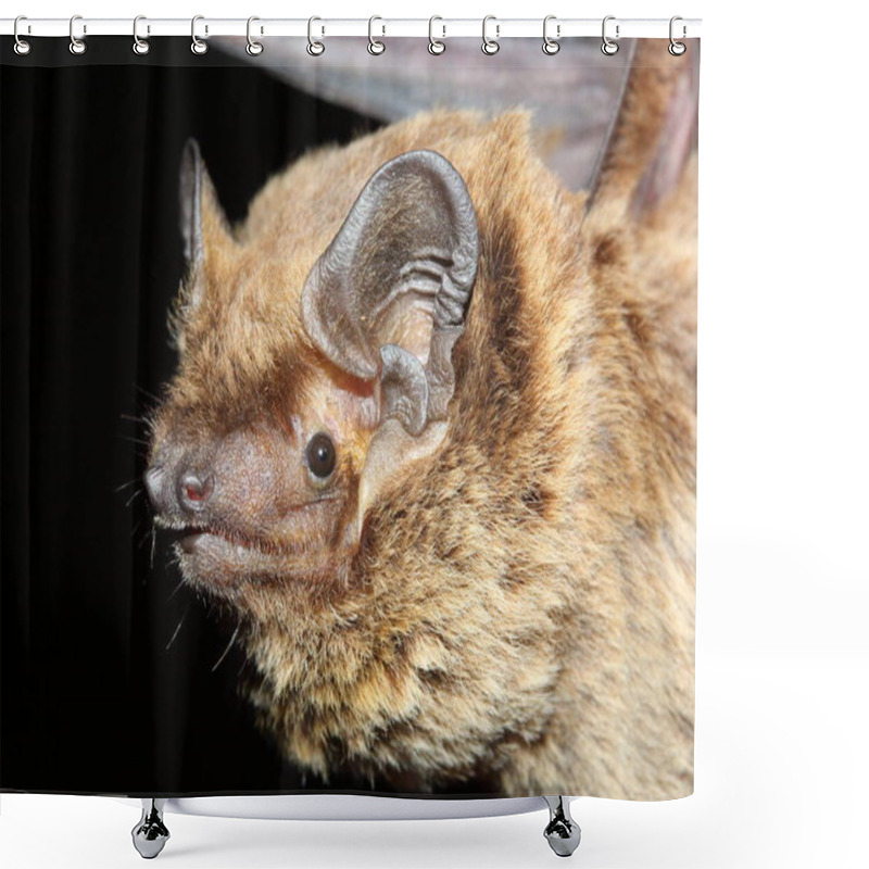 Personality  The Lesser Noctule, Leisler's Bat Or The Irish Bat (Nyctalus Leisleri) Portrait Shower Curtains