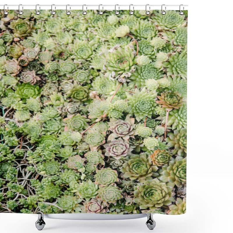 Personality  Top View Of Beautiful Sempervivum Plants Covering Surface Shower Curtains