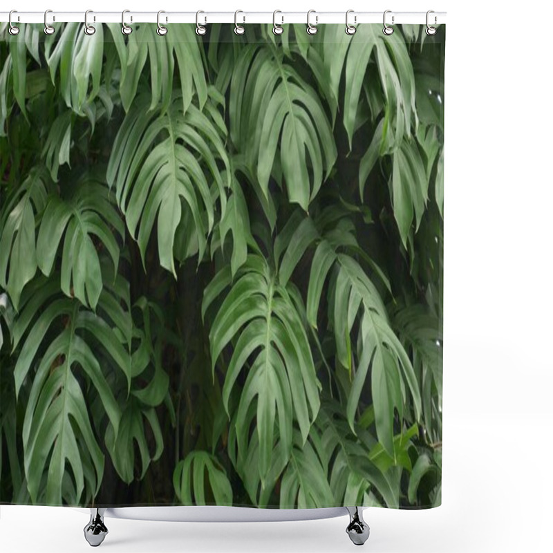 Personality  Juicy Exotic Tropical Monstera Leaves Texture Backdrop, Copyspace. Lush Foliage, Greenery In Paradise Garden. Abstract Natural Dark Green Jungle Vegetation Background Pattern, Wild Summer Rain Forest Shower Curtains