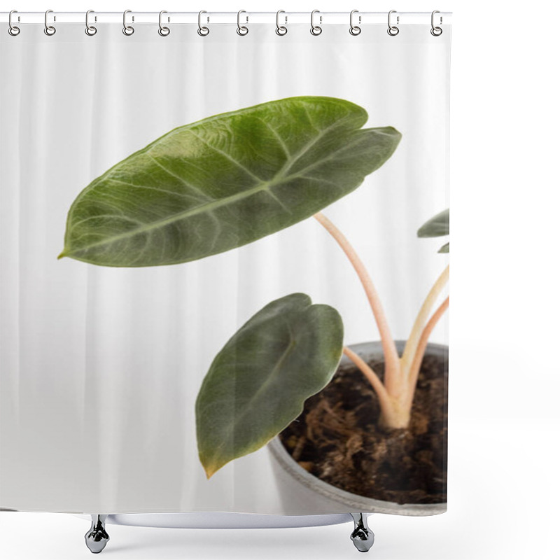 Personality  Alocasia Baginda Pink Dragon - Pfeilblatt On White Background Isolated , Potted Plant  Shower Curtains