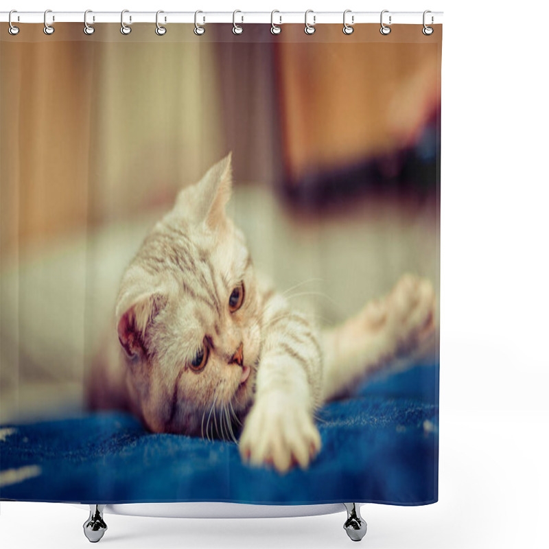 Personality  European Cat In Front On A White Background Shower Curtains