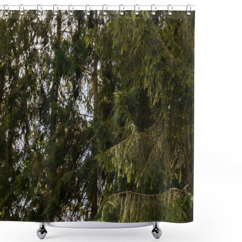 Personality  Branches Of Spruce Tree In Forest  Shower Curtains