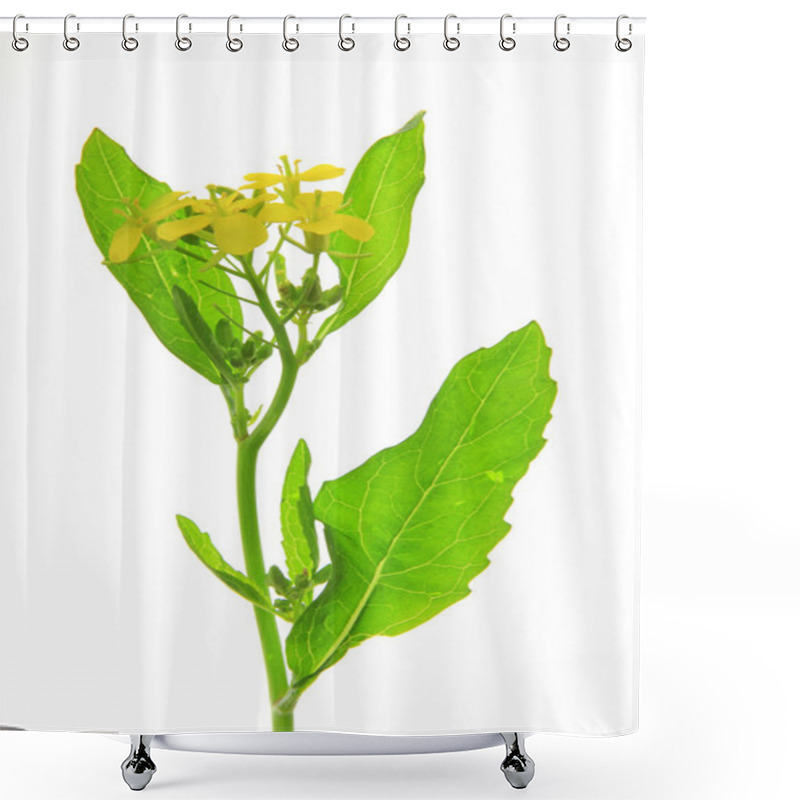 Personality  Brassica Nigra Shower Curtains