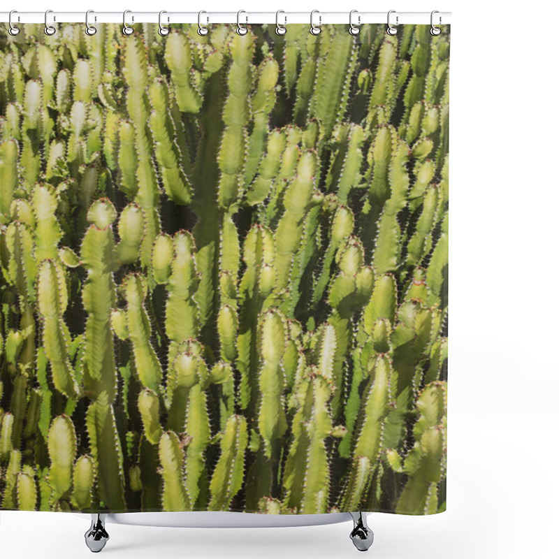 Personality  Cactus Backdround, Cacti Design Or Cactaceae Pattern Shower Curtains