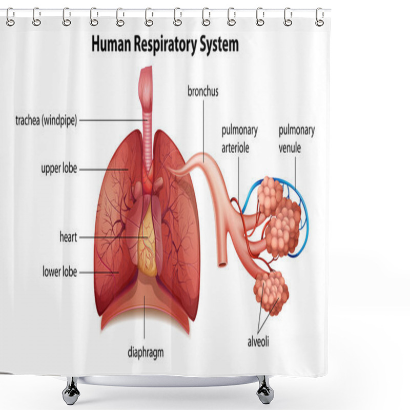 Personality  Human Respiratory System Shower Curtains