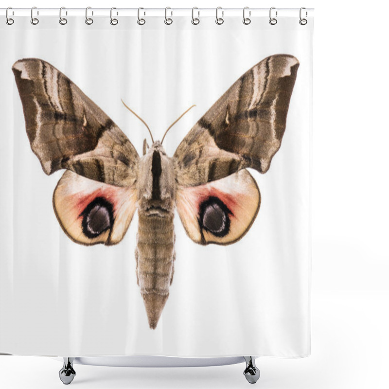 Personality  Eyed Hawk-moth Isolated On White Shower Curtains