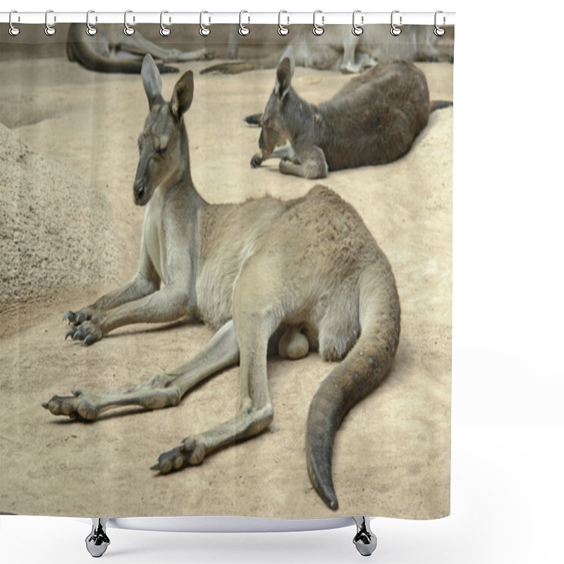 Personality  Kangaroos Shower Curtains