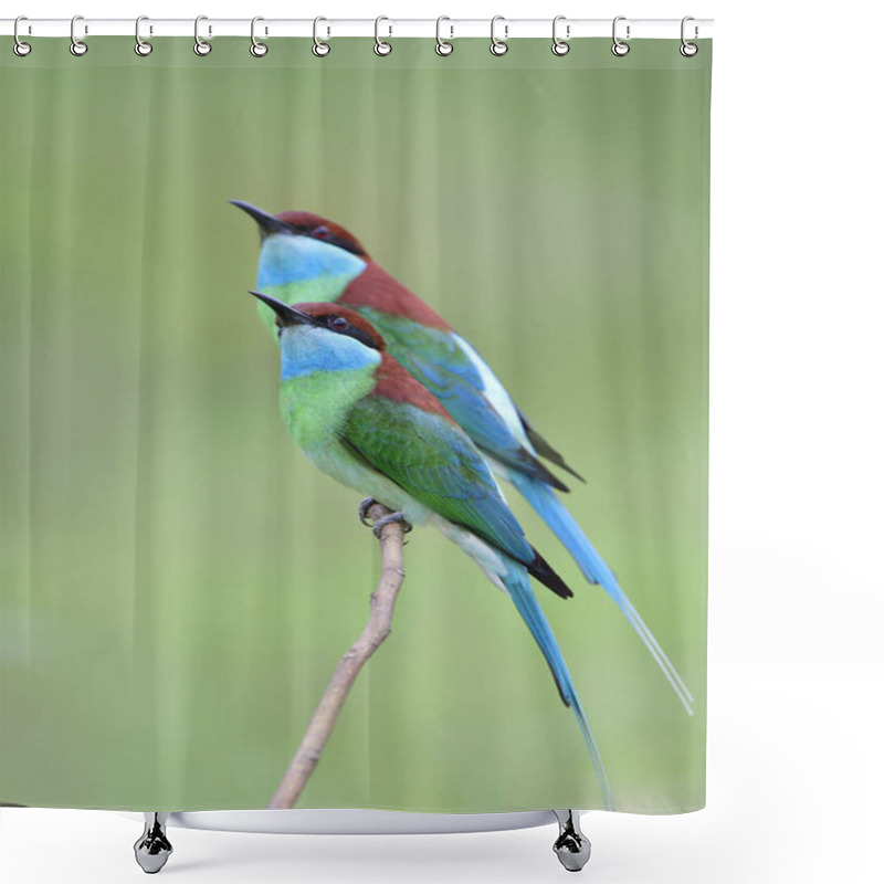 Personality  Bee Catcher, Blue-throated Bee-eater, The Most Beautiful And Fine Bird Gethering On Thin Stick While Catching For Flying Insect Shower Curtains