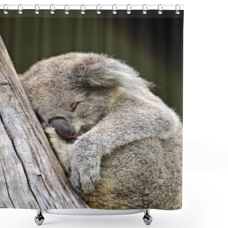 Personality  Cute Australian Koala Sleeping In A Gum Tree  Shower Curtains