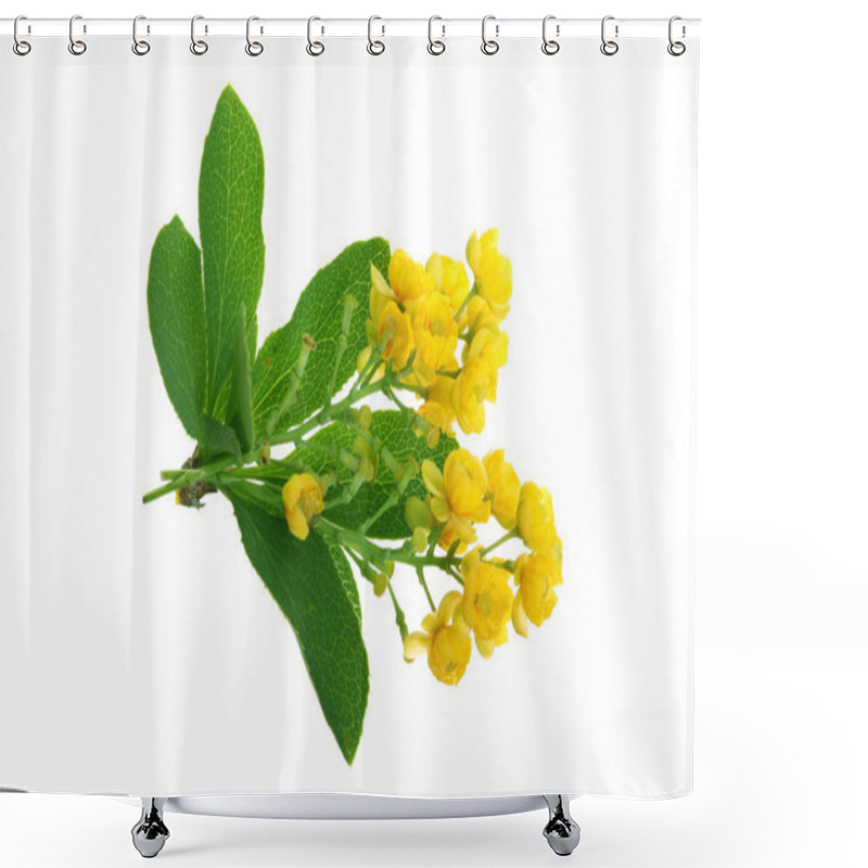 Personality  Flowers Of Barberries With Leaves Isolated On White Background Shower Curtains