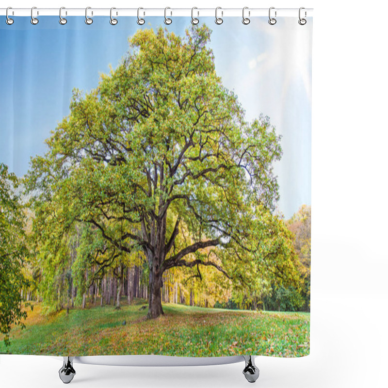 Personality  Old Lonely Oak Tree In The Park Against The Blue Sky With Sun In Serbia. Shower Curtains