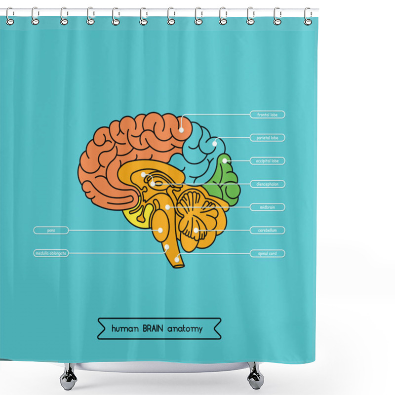 Personality  Brain Section 1 Shower Curtains