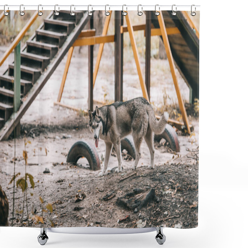 Personality  Siberian Husky Dog On Agility Ground Shower Curtains