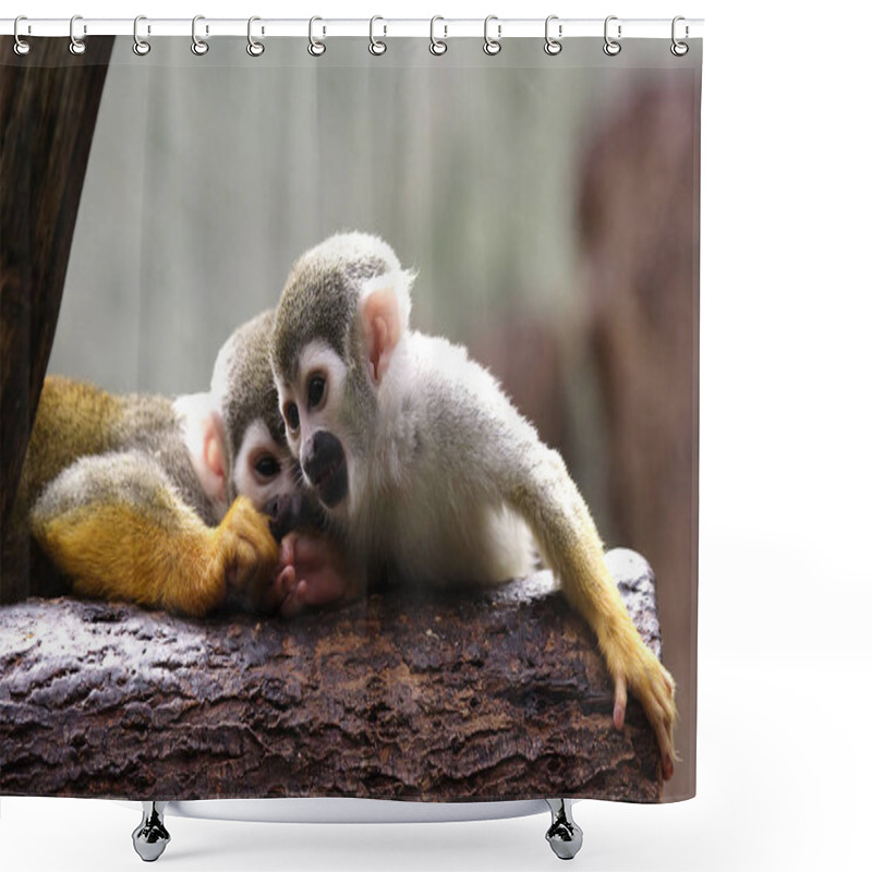 Personality  Monkey In The Zoo Shower Curtains