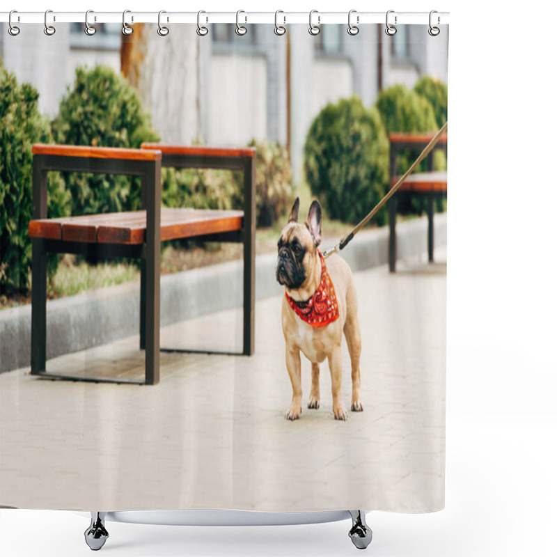 Personality  Adorable And Leashed Purebred French Bulldog Standing Near Wooden Benches  Shower Curtains