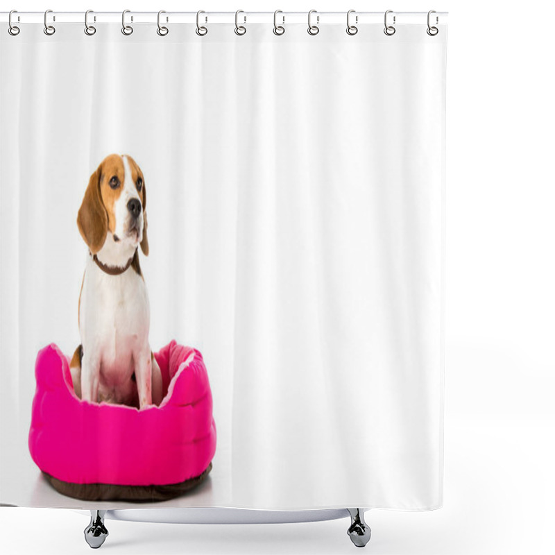 Personality  Adorable Beagle Dog Sitting On Pink Mattress Isolated On White Shower Curtains