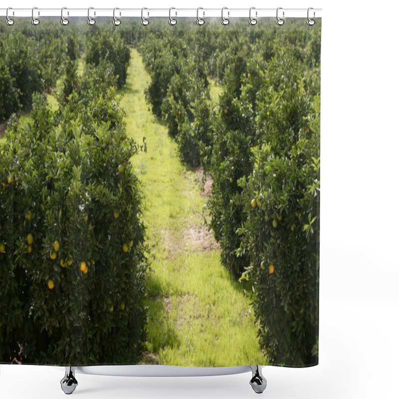 Personality  Orange Tree Field In A Row Shower Curtains