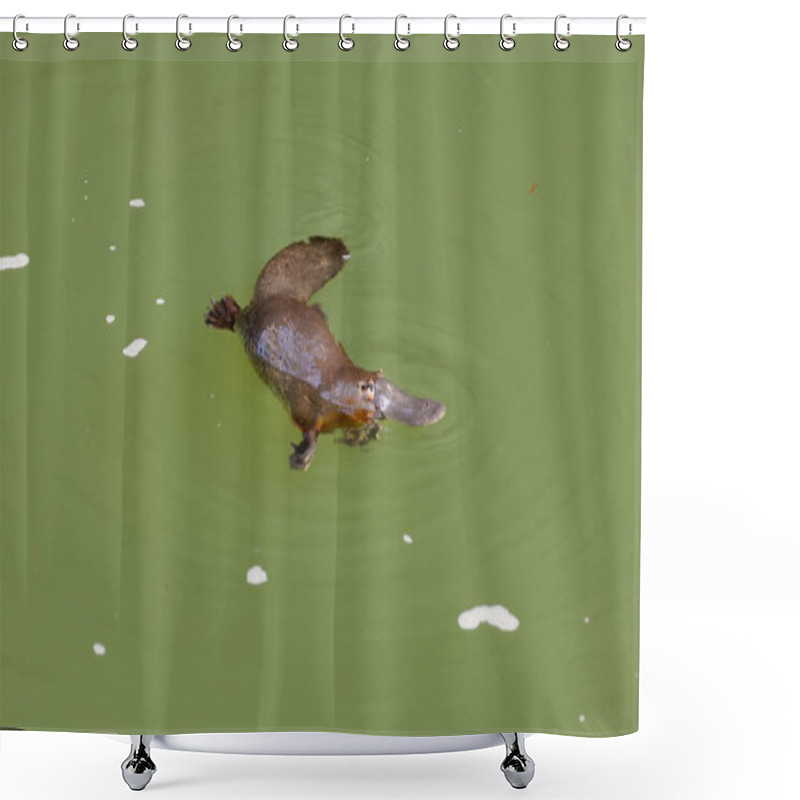 Personality  A Platypus Chews A Food Item On The Surface Of A Pool At Eungella National Park Of Queensland, Australia Shower Curtains