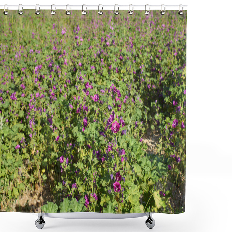 Personality  Organic Cultivation Of Malva Sylvestris Plant Shower Curtains