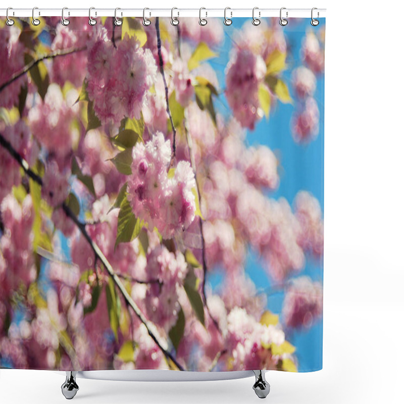 Personality  Cherry Blossom In April Shower Curtains