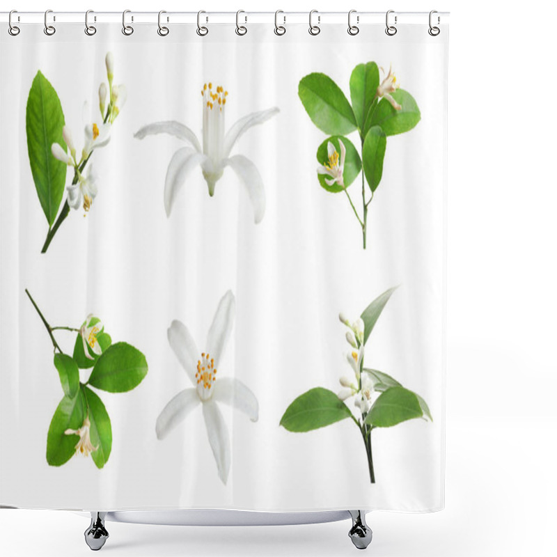 Personality  Set Of Beautiful Blooming Citrus Flowers And Branches On White Background Shower Curtains