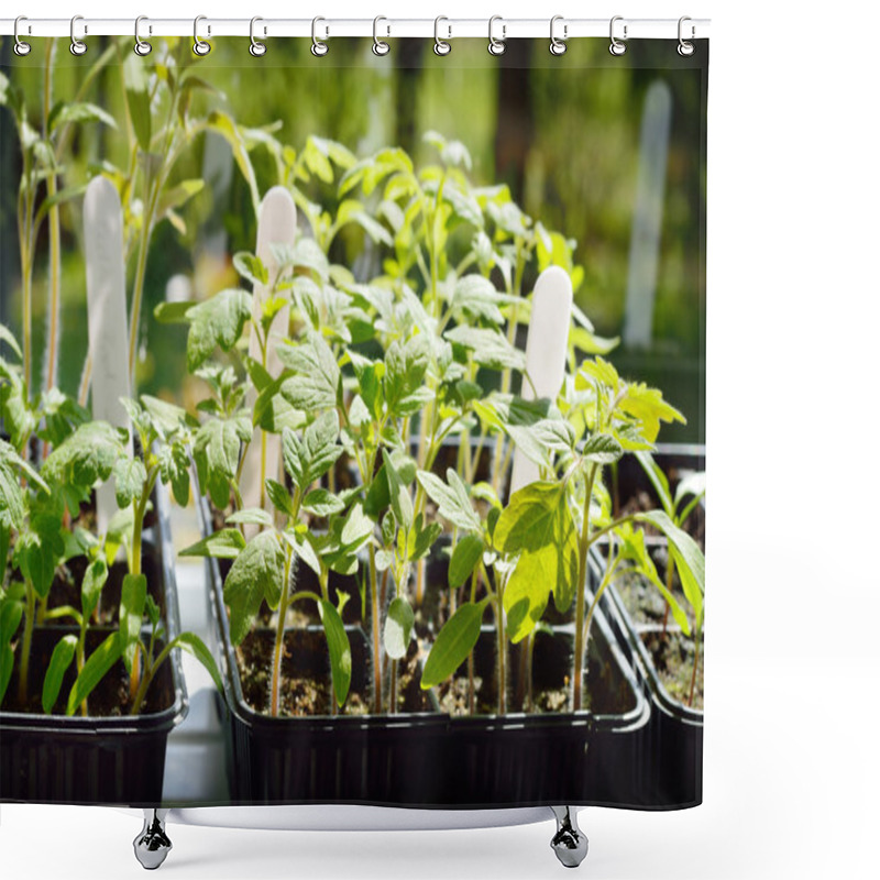 Personality  Tomato Seedlings. Shower Curtains