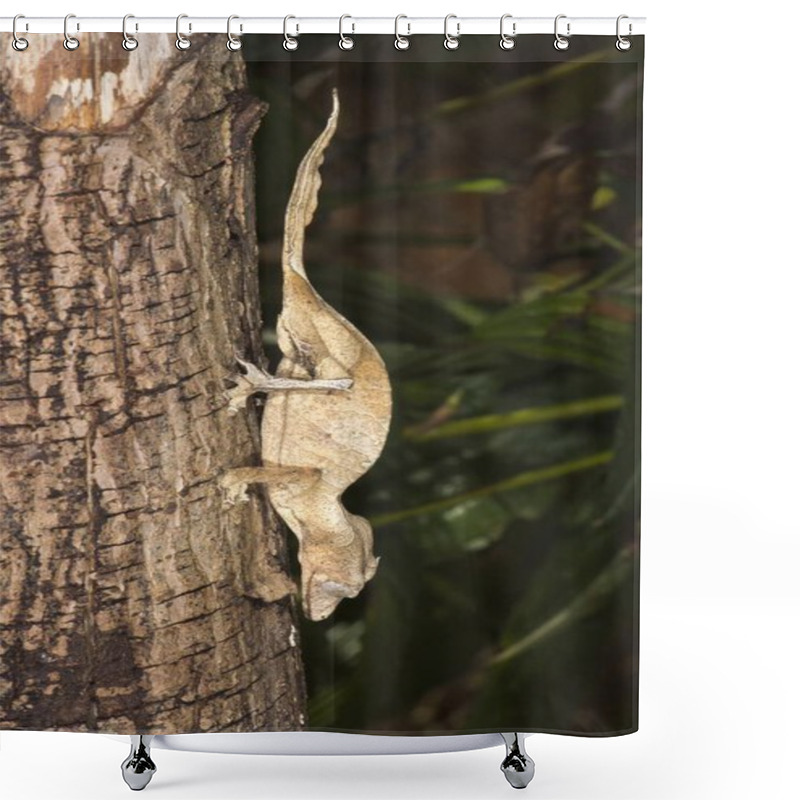 Personality  Fantastic Leaf Tailed Gecko (Uroplatus Phantasticus), Madagascar, Africa Shower Curtains