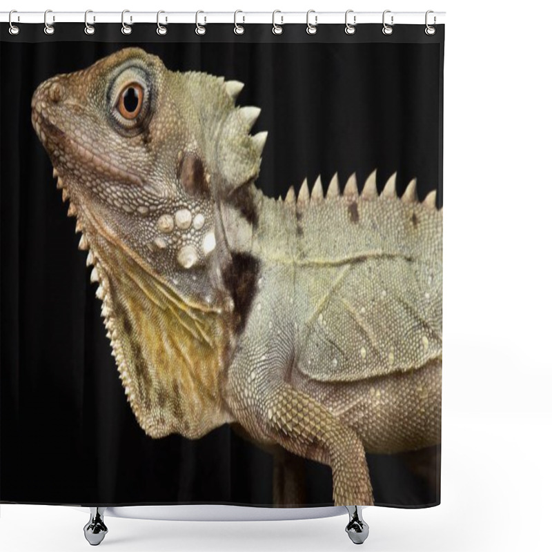 Personality  Boyd's Forest Dragon (Lophosaurus Boydii) Shower Curtains