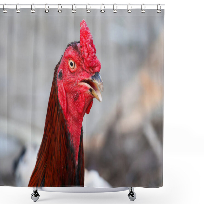 Personality  The Fighting Cock In Garden Nature Farm Shower Curtains