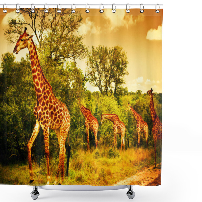 Personality  South African Giraffes Shower Curtains