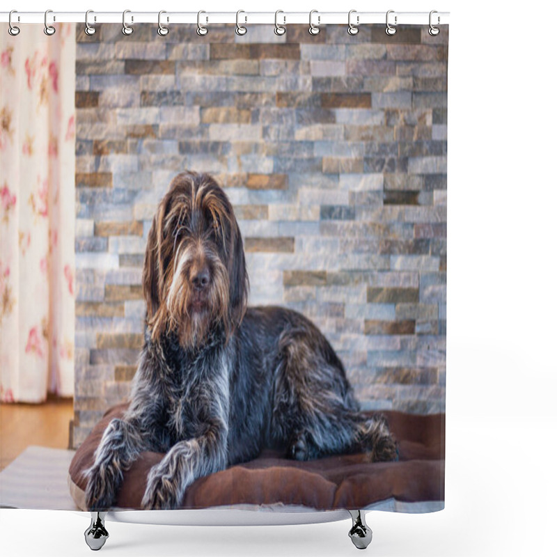 Personality  Tired Bohemian Wire-haired Pointing Griffon Lies On A Purple Mat With One Leg Protruding. Resting Czech Mustache In The House. Portrait Of A Pet In Set Sail Champagne Tone. Shower Curtains