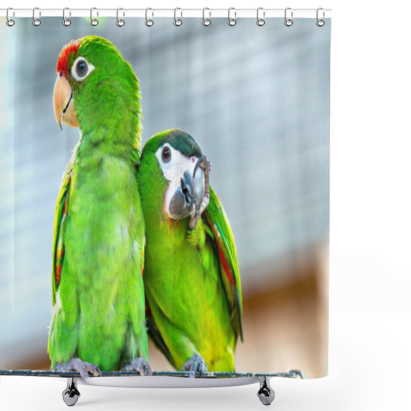 Personality  Lovebird Parrots Sitting Together. This Birds Lives In The Forest And Is Domesticated To Domestic Animals Shower Curtains