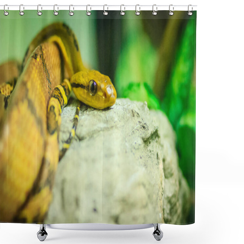 Personality  Dog-toothed Cat-eye (Boiga Cynodon) In The Snake Farm. Boiga Cynodon, Commonly Known As The Dog-toothed Cat Snake, Is A Nocturnal Species Of Rear-fanged Colubrid Snake Endemic To Asia. Shower Curtains