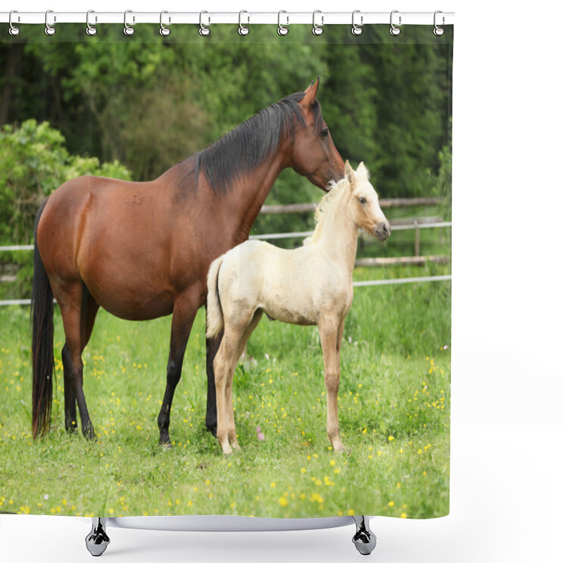 Personality  Beautiful Mare With Foal Shower Curtains