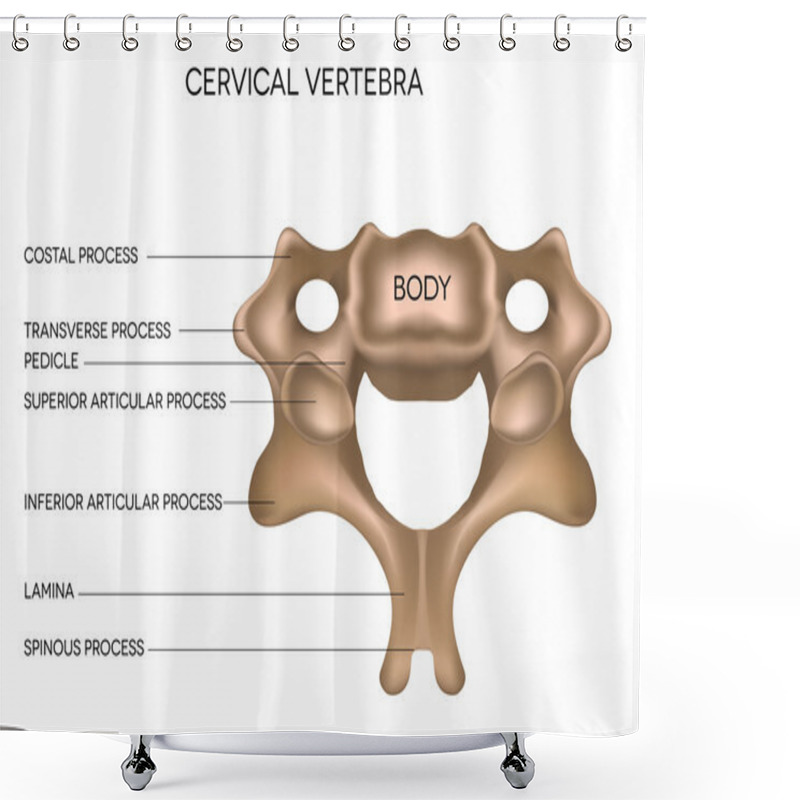 Personality  Cervical Vertebra Shower Curtains