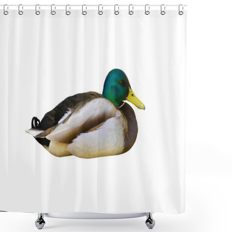 Personality  Male Duck Or Mallard (Anas Platyrhynchos) Isolated On White Background Shower Curtains