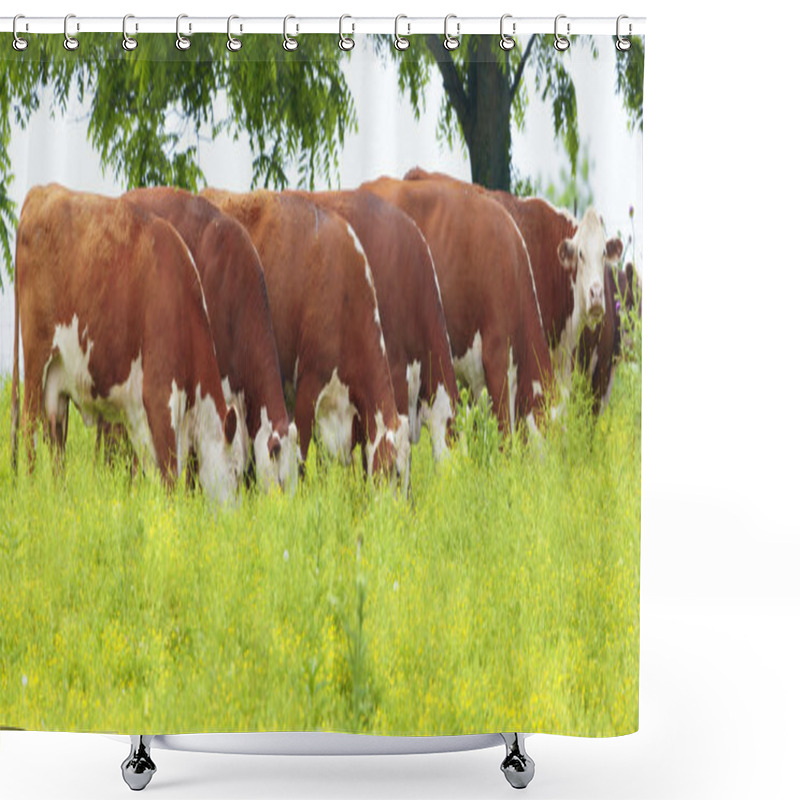 Personality  Cattle Shower Curtains