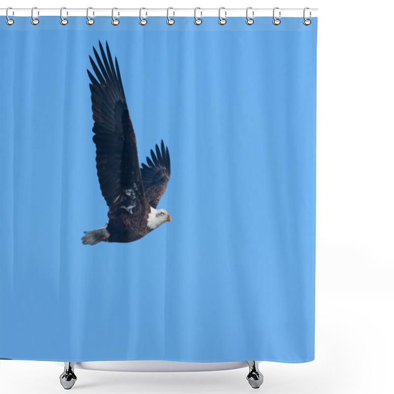 Personality  American Bald Eagle In Flight Shower Curtains