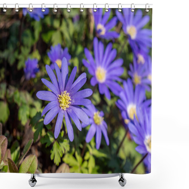 Personality  Balkan Anemone Anemone Blanda Blooms In The Spring In The Garden Shower Curtains