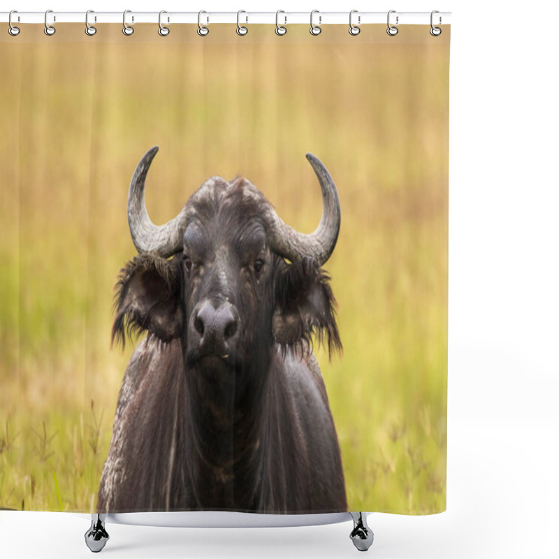 Personality  Buffalo In The Grass During Safari In Serengeti National Park In Tanzani. Wilde Nature Of Africa. Shower Curtains