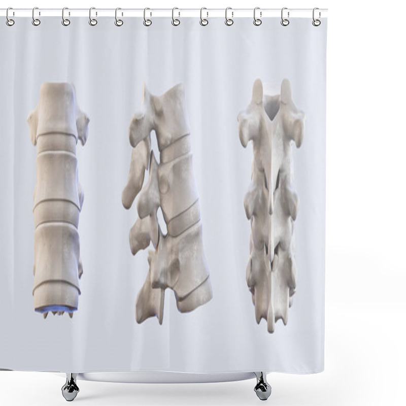 Personality  Human Vertebrae Anatomy. Spine Vertebral Shower Curtains