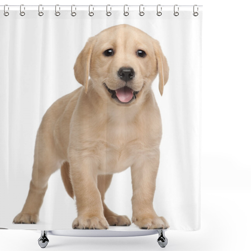 Personality  Labrador Puppy, 7 Weeks Old, In Front Of White Background Shower Curtains