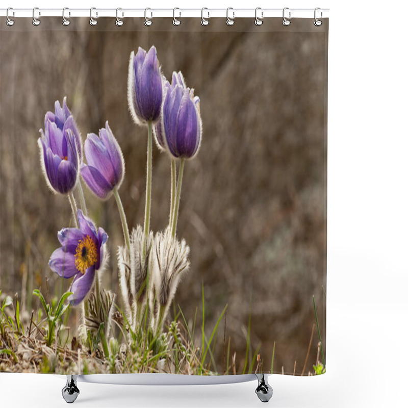 Personality  Eastern Pasqueflower Flowers Shower Curtains