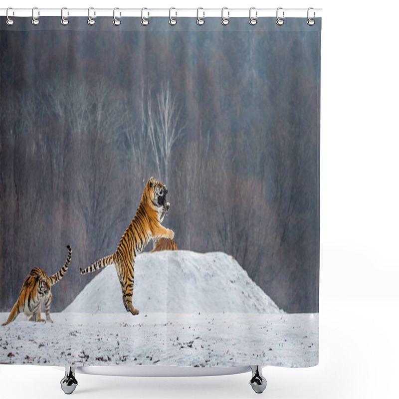 Personality  Siberian Tiger Catching Prey In Jump In Wintry Forest Glade, Siberian Tiger Park, Hengdaohezi Park, Mudanjiang Province, Harbin, China.  Shower Curtains