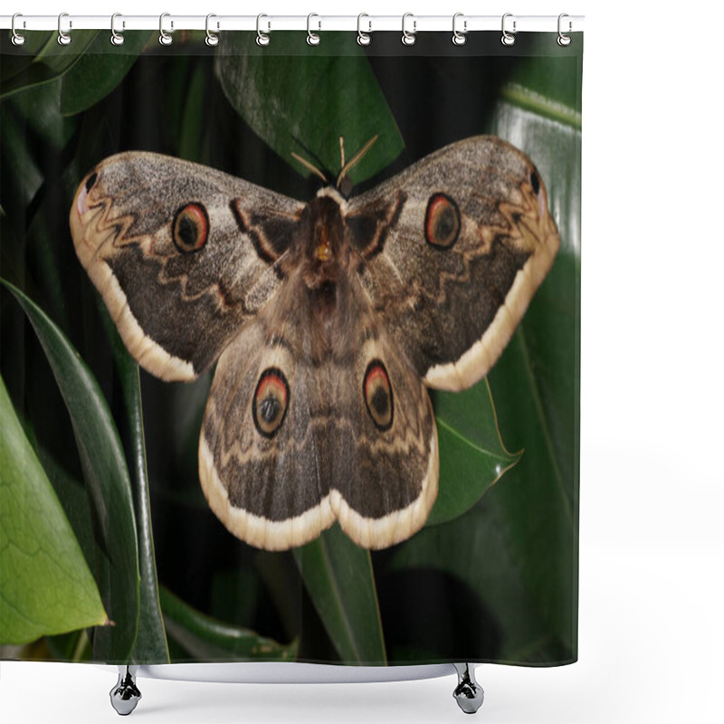 Personality   Fluffy Large Moth Peacock's Eye Saturnia Pyri With Spread Wings And Feathery Whiskers Sitting On A Pink Onion Inflorescence In The North Caucasus Shower Curtains