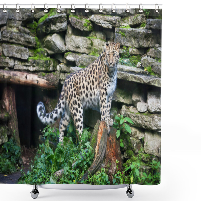 Personality  Wild Cat. Amur Leopard In Open-air Cage Shower Curtains