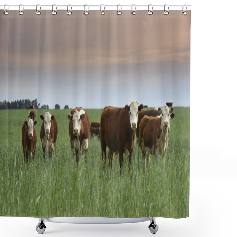 Personality  Cattle Raising  With Natural Pastures In Pampas Countryside, La Pampa Province,Patagonia, Argentina. Shower Curtains