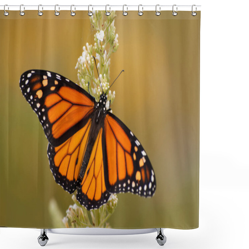 Personality  Male Monarch Butterfly In Summer Garden Feeding On A Buddleia Flower Shower Curtains